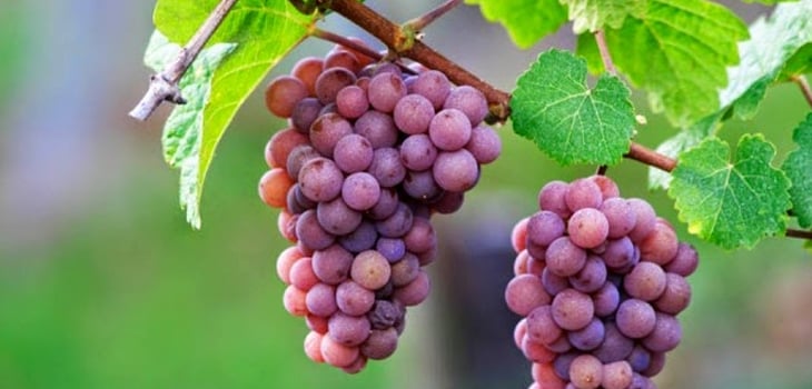 Trồng nho trước nhà không chỉ mang lại vẻ đẹp xanh mát mà còn có ý nghĩa phong thủy về sự sum họp, đủ đầy.