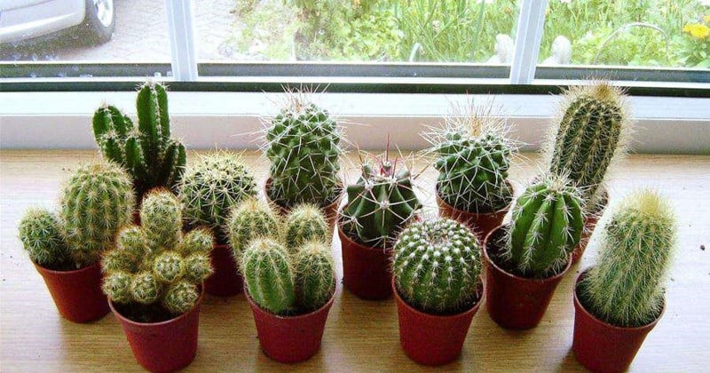 Ngược lại với vẻ ngoài gai góc, xương rồng lại là một trong những loại cây có ý nghĩa phong thủy mạnh mẽ nhất.