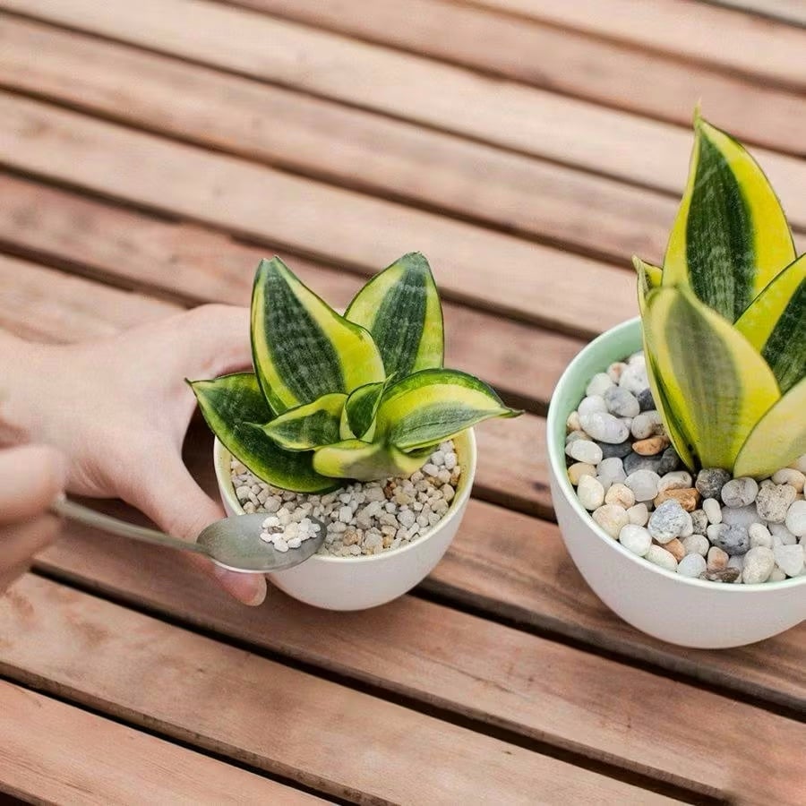 Cây lưỡi hổ được mệnh danh là bộ lọc không khí tự nhiên hiệu quả nhất trong các loại cây trồng trong nhà. 