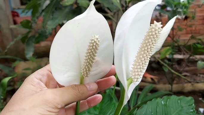 Lan ý không chỉ đẹp mà còn nằm trong danh sách những loại cây lọc không khí hiệu quả nhất. Cây có khả năng hấp thụ khí CO₂, acetone, ammonia và đặc biệt là khử hoàn toàn mùi thuốc lá, mùi cồn, mùi hóa chất nhẹ.