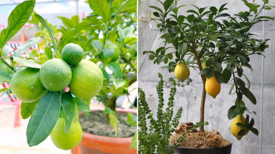 Cây chanh có ý nghĩa tốt trong phong thủy, thích hợp để trồng trong khuôn viên nhà.