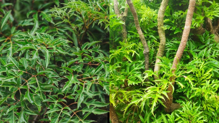 Gia chủ có thể trồng cây đinh lăng ở phía trước nhà, vừa trang trí, vừa đón lộc vào nhà.