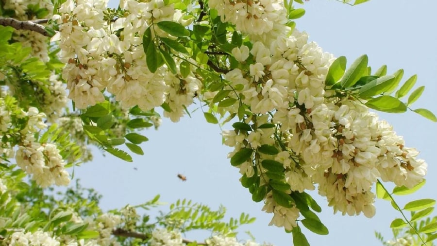 Cây hòe trồng lâu năm có thể xem như một báu vật thu hút tài lộc trong nhà.