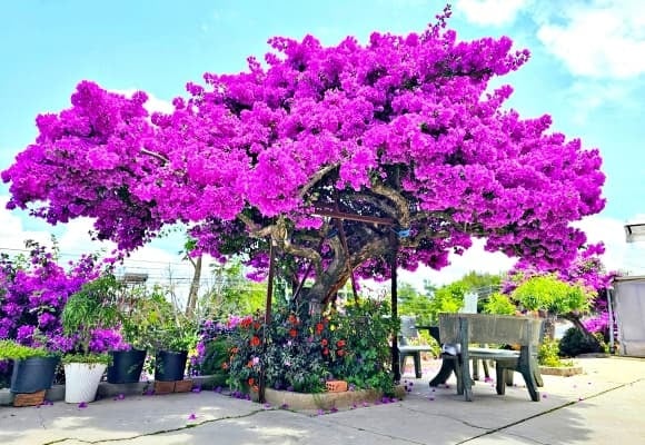 Hoa giấy thường được trồng trước hiên hoặc cổng nhà nhờ dáng rủ đẹp, nhiều hoa và tạo bóng mát tốt. 