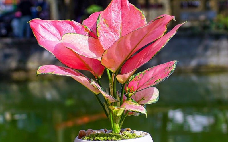 Cây phú quý màu hồng phù hợp với các nhà đầu tư, ngành nghề tự do