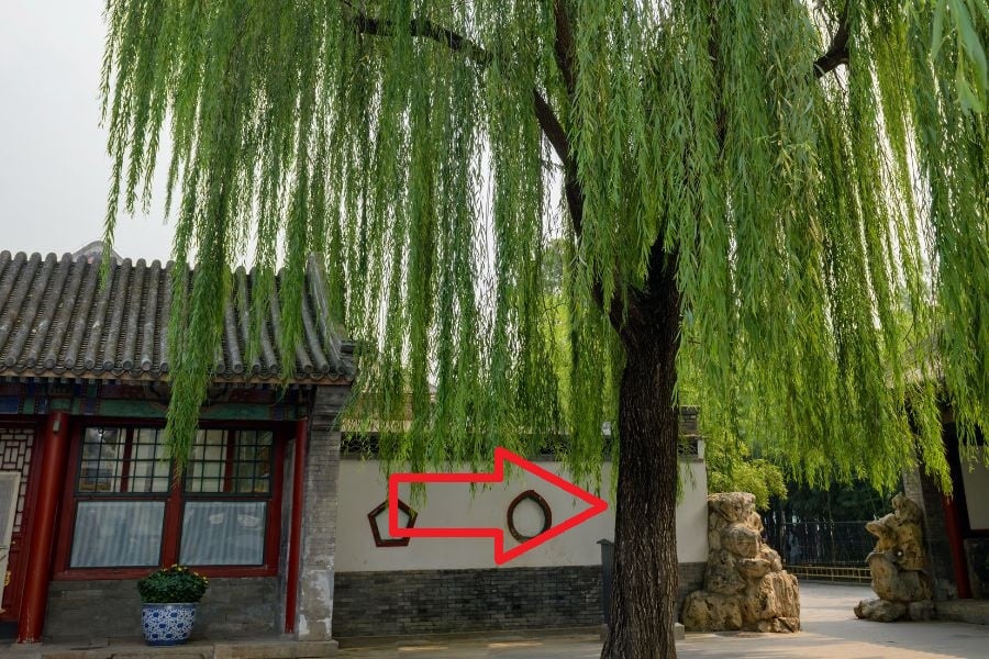 cay-lieu-cay-phong-thuy-khong-nen-trong-truoc-nha-1306