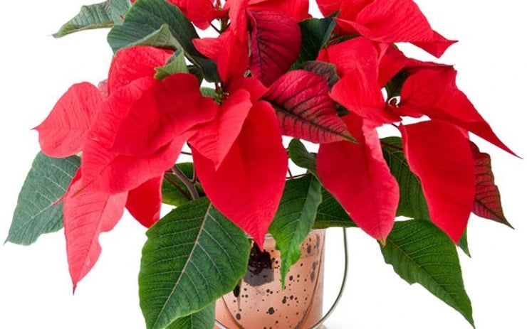 Cây trạng nguyên có hoa màu đỏ phù hợp với nhưng người làm các nghề như: biên tập viên, nhân viên phòng kế hoạch, phát triển sản phẩm