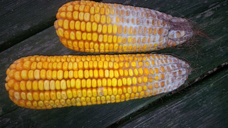 Ngô bị môc có độ tố Fumonisin độc hại ở gan thận