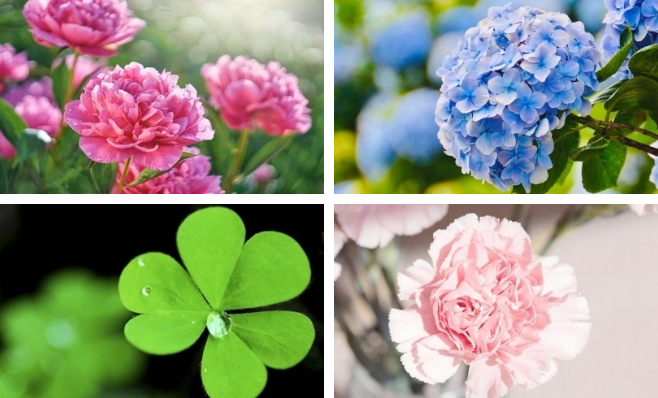 Hãy chọn 1 bông hoa bạn thích nhất nhé!