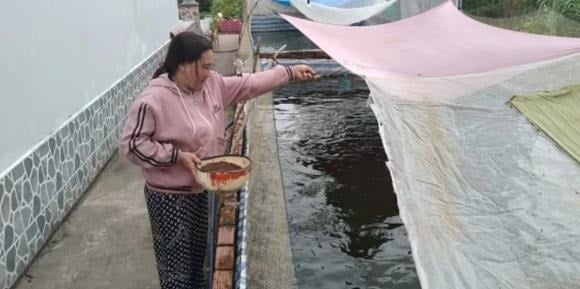 Trong số đó, mô hình nuôi cá rô đồng của chị Lê Thị Hoa (ấp 1, xã Nguyễn Phích) là một điển hình tiêu biểu. 