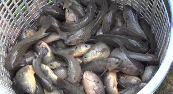 Chị Hoa cho biết cá rô đồng là loài rất dễ nuôi, lớn nhanh, ít tốn công chăm sóc và chi phí đầu tư thấp hơn nhiều so với các mô hình chăn nuôi như heo, gà, vịt.