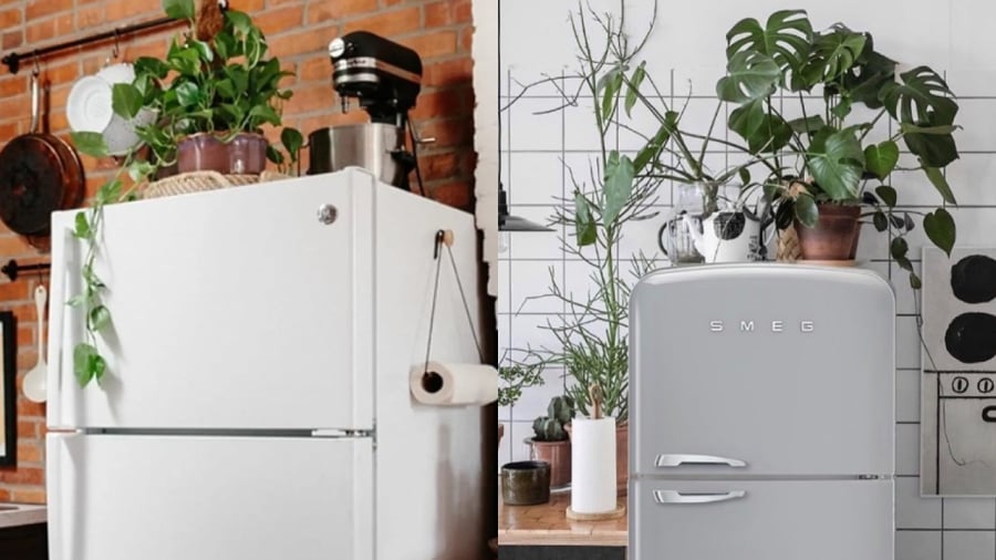 Không nên đặt cây xanh trên nóc tủ lạnh.