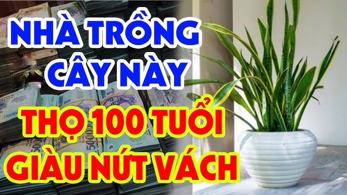 Đặt 1 – 2 chậu Lưỡi Hổ trong phòng khách hoặc gần cửa ra vào sẽ giúp nhà lúc nào cũng “đầy khí vượng”, rất lợi cho đường tài chính, nhất là với người kinh doanh hoặc làm nghề tự do.