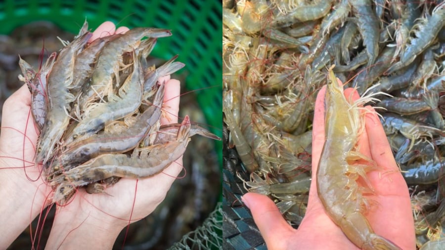 Chọn tôm tươi ngon là điều kiện quan trọng để món tôm luộc thơm ngon.