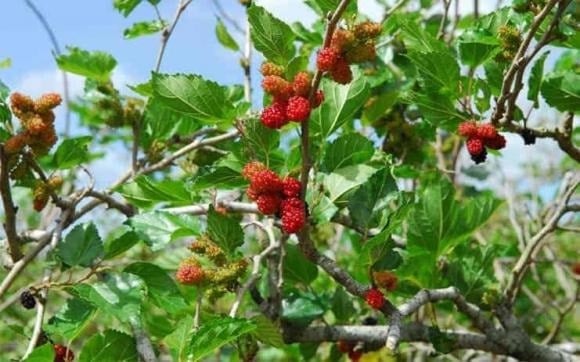 Bên cạnh đó, dân gian còn quan niệm cây dâu là vật dùng để trừ tà, trấn quỷ.