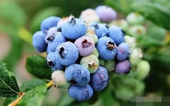 Dù nhỏ bé, việt quất là “siêu thực phẩm bổ não” đúng nghĩa. 