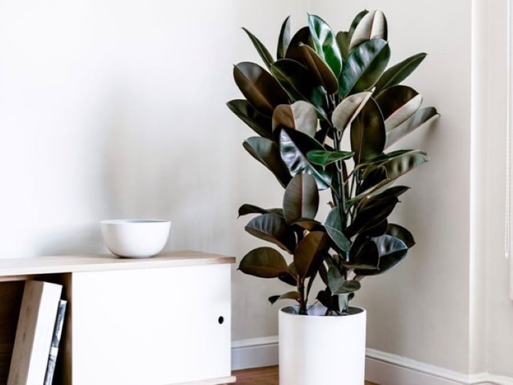 3 Cây Cảnh Phong Thủy Mang Lại Hạnh Phúc, May Mắn Và Thịnh Vượng Lâu Dài Cây Cảnh Này Có Lá Dày, Được Mệnh Danh Là