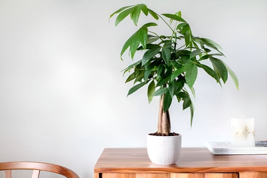 3 Cây Cảnh Phong Thủy Mang Lại Hạnh Phúc, May Mắn Và Thịnh Vượng Lâu Dài Theo Nguyên Tắc Của Phong Thủy, Cây Cảnh Kim Ngân Là Một Trong Những Loại Cây Mang Lại May Mắn Và Tài Lộc. Loại Cây Này Cũng Được Coi Là Biểu Tượng Của Sự Giàu Có Và Thịnh Vượng.