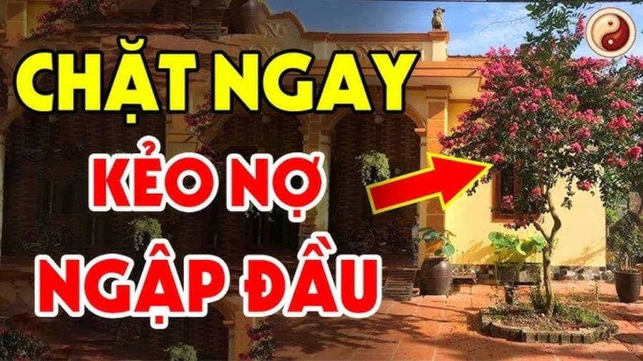 Trước Cửa Không Trồng 3 Cây, Trong Nhà Không Treo 3 Vật: Đó Là Cây Gì, Vật Gì? Trước Cửa Không Trồng 3 Cây Trong Nhà Không Treo 3 Vật