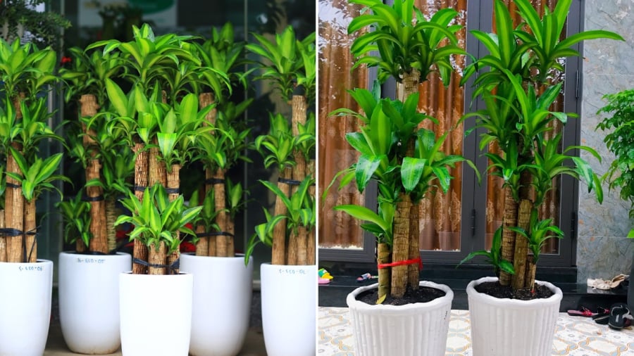 Cây thiết mộc lan mang ý nghĩa tốt đẹp, giúp thu hút tài lộc cho gia đình.