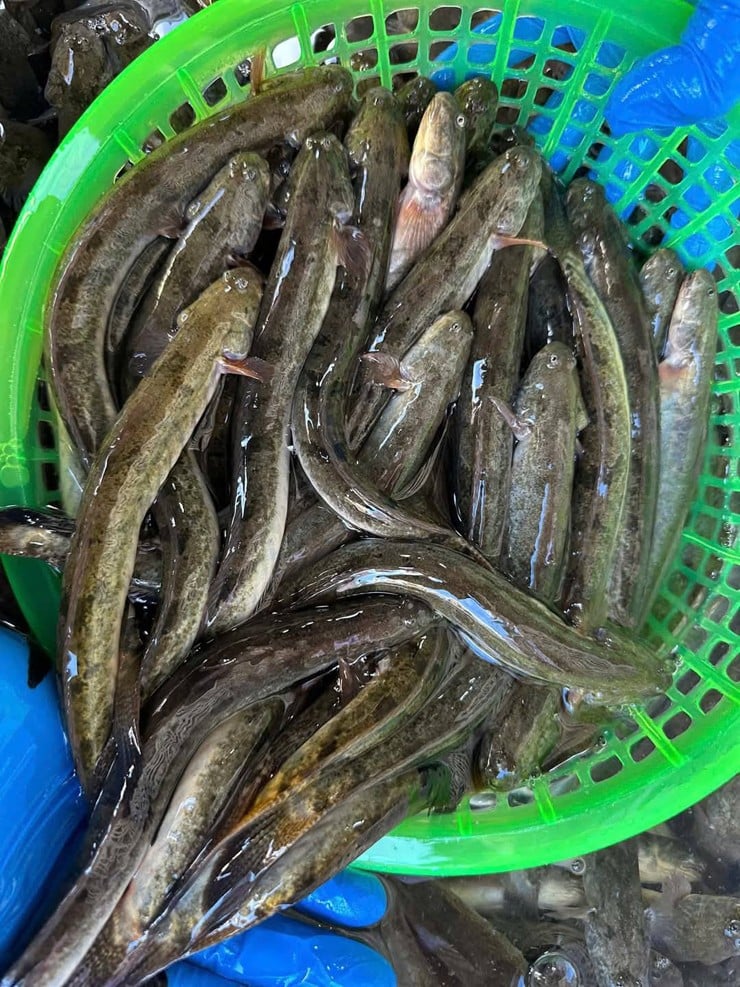 Không ít hộ dân ven biển bắt đầu chuyển sang nuôi cá kèo trong ao lợ