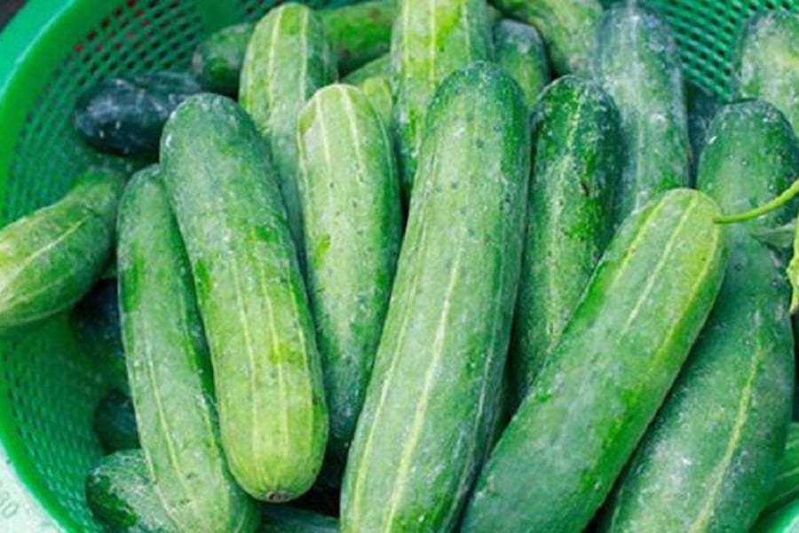 Dưa chuột bán vào mùa đông đa phần là sản phẩm nhà kính trái mùa. Ảnh minh họa