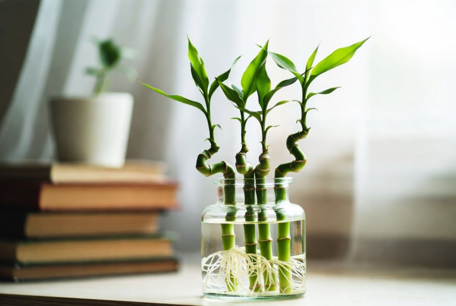 Loại Cây “Rẻ Bèo” Nhưng Tài Lộc Cực Mạnh: Đặt Đúng 4 Cành Trên Bàn Học, Thi Cử – Công Danh Lên Vù Vù 4 Cành Phát Lộc Kích Hoạt Vận Học Hành, Giúp Tinh Thần Sáng Suốt – Ý Chí Vững Vàng Trong Năm Mới.