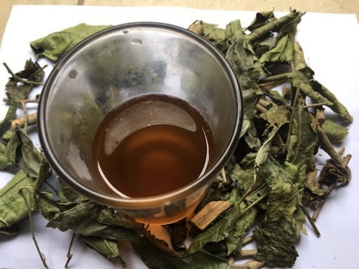 Lá xạ đen là loại lá mang lại nhiều lợi ích tuyệt vời cho sức khỏe