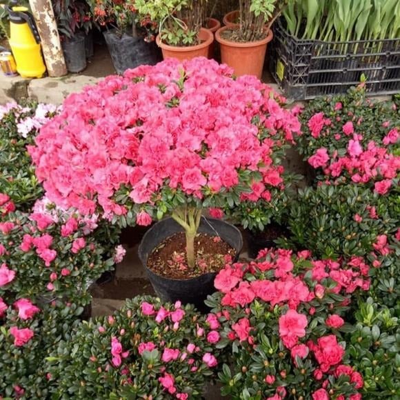 5 Loại Cây Đẹp Mê Mẩn Nhưng Tuyệt Đối Không Nên Trồng Trong Nhà Dù Chỉ 1 Chậu Hoa Đỗ Quyên Vốn Phổ Biến Tại Các Quốc Gia Khí Hậu Ôn Đới Như Nhật Bản Hay Triều Tiên.