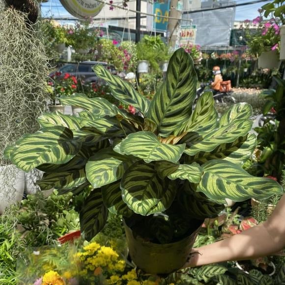 Không chỉ mang ý nghĩa chiêu tài, cây đuôi công còn tượng trưng cho sự sung túc và hạnh phúc gia đình.