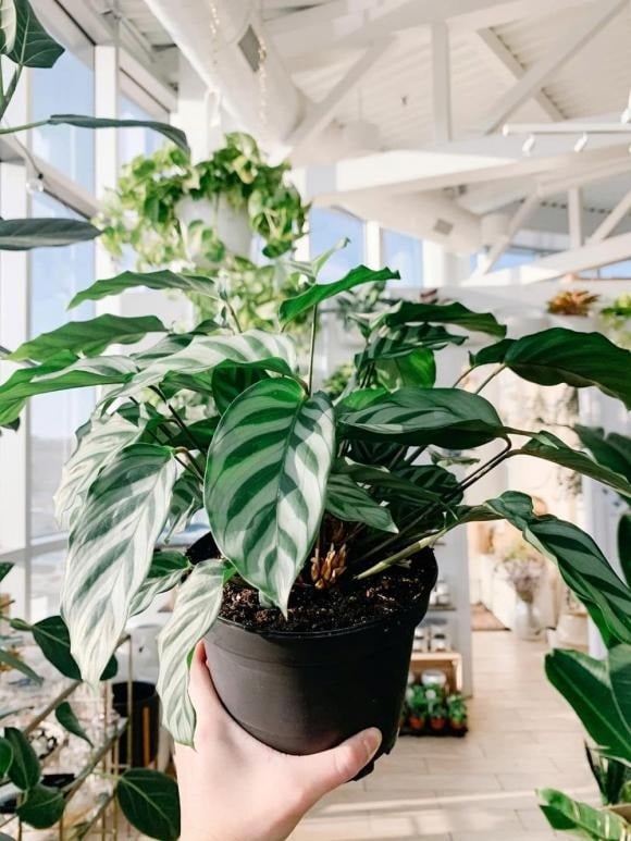 Để cây đuôi công phát huy tối đa vẻ đẹp và những giá trị phong thủy của mình, người trồng cần nắm vững kỹ thuật chăm sóc đúng cách nhằm giúp cây luôn xanh tốt, lá tươi và giữ được hoa văn đặc trưng.    