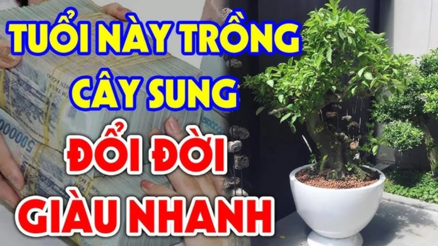 Không chỉ là loại cây quen thuộc trong vườn nhà, sung còn đại diện cho ý nghĩa may mắn với mong muốn cuộc sống sung túc, phúc lộc dồi dào.
