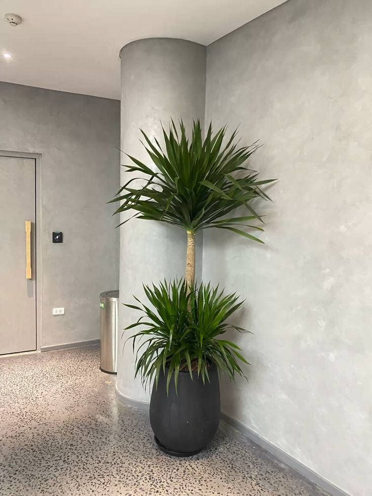 Phát tài núi sẽ đặt bên phải bàn chứ không đặt trên bàn