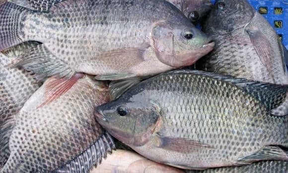 Cá rô phi chứa ít purin hơn nhiều loại cá biển, là lựa chọn an toàn cho người bị gout. 