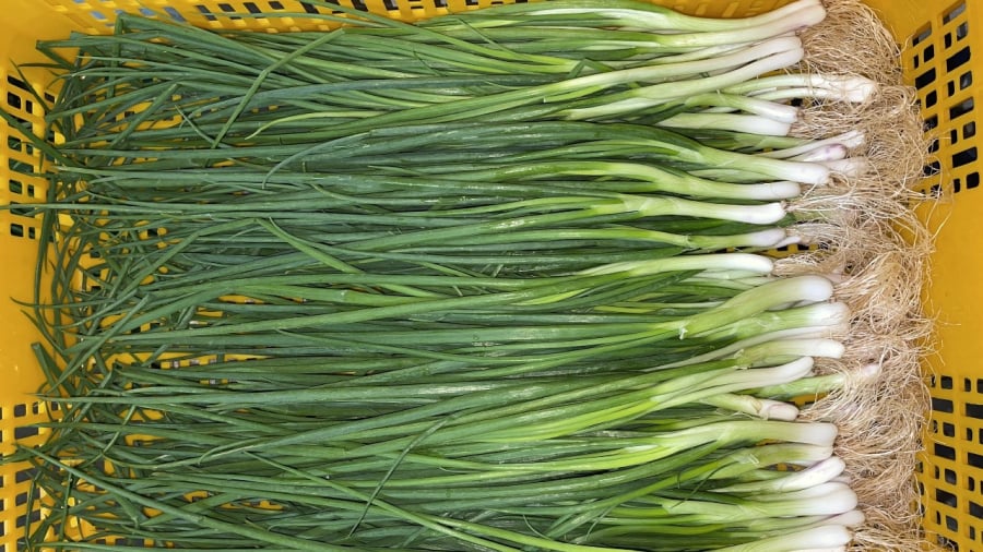 Bạn có thể rửa sạch hành lá trước khi bảo quản để loại bỏ các chất bẩn, vi khuẩn trên hành.