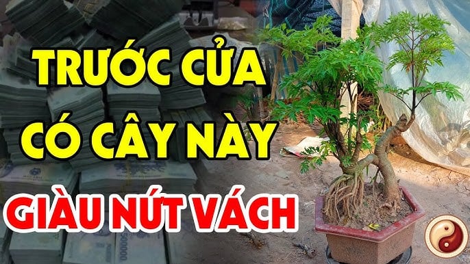 3 Loại Cây Nghèo Mấy Cũng Đừng Chặt Bỏ: Cây Càng Xanh Người Càng Giàu Có, Phát Tài 3 Loại Cây Trồng Trước Nhà Giàu Có