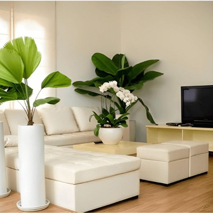 Cây cảnh cần chọn vị trí tránh lối đi