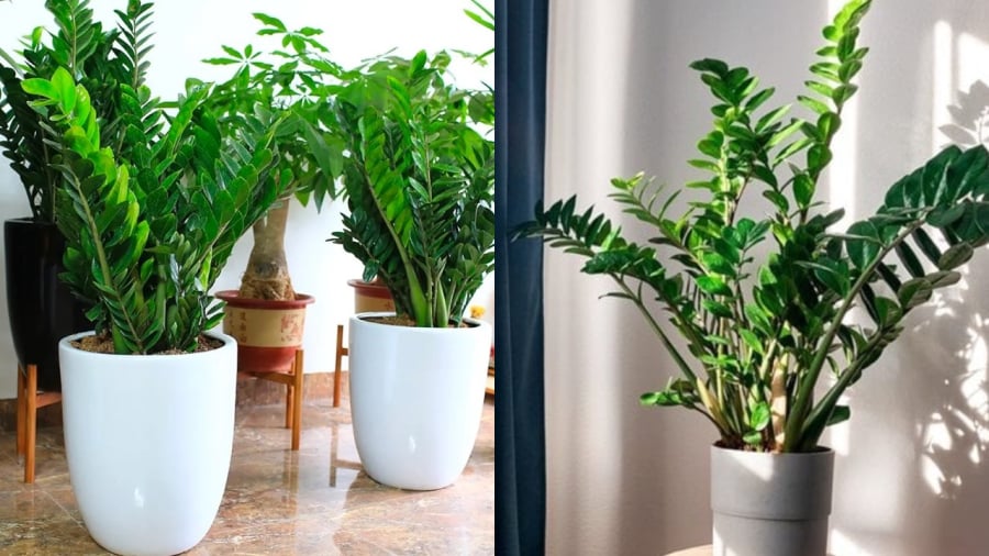 Cây kim tiền kỵ với người mệnh Thổ và mệnh Kim.