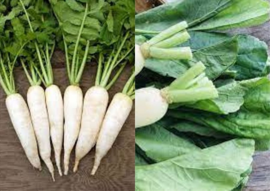 Củ cải trắng nhân sâm mùa đông