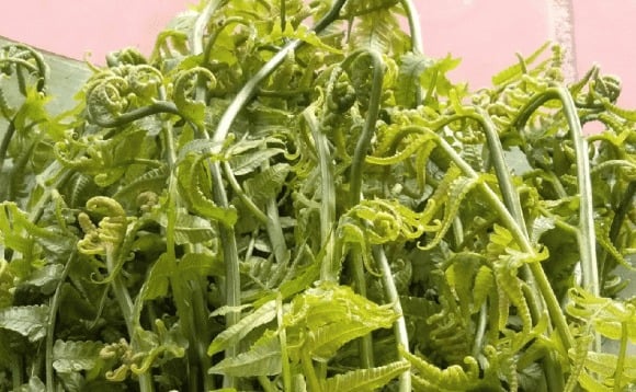 Không chỉ là một loại rau rừng ngon miệng, rau dớn còn sở hữu giá trị dinh dưỡng ấn tượng.