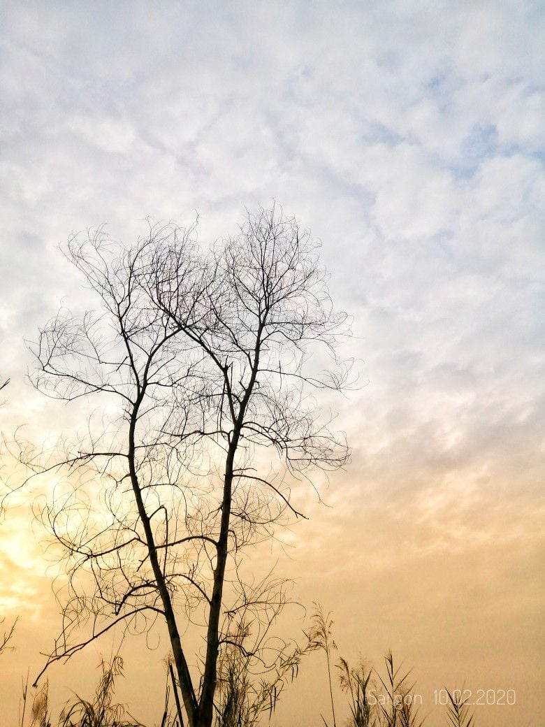 Người Xưa Dặn: 3 Thứ Tuyệt Đối Không Mang Vào Nhà Kẻo “Hao Tài Khó Gỡ” Cuối Năm Nên Tránh Để Cây Khô Trong Nhà