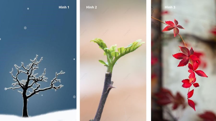 Bạn chọn hình nào?