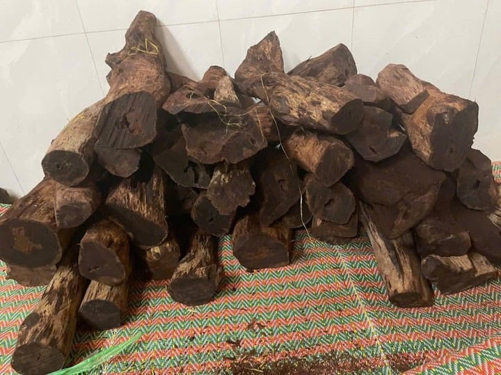 Thời gian gần đây, tại khu vực rừng phía Bắc tỉnh xuất hiện tình trạng người dân đổ xô vào rừng tìm cây mán đỉa để bán cho thương lái. 