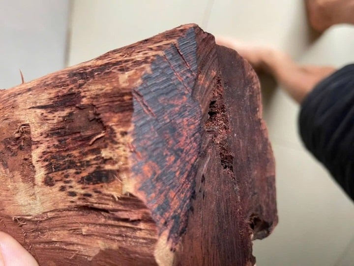 Mán đỉa vốn là loài cây ít được chú ý, nhưng thời gian gần đây lại bị săn lùng mạnh vì được trả giá cao từ 1–3 triệu đồng/kg.    