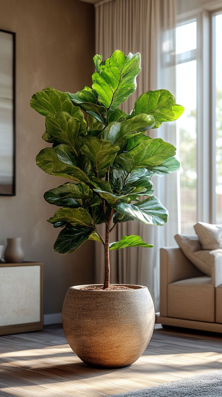 Cuối năm cắt tỉa bàng Singapore để tạo thuận lợi cho cuộc sống