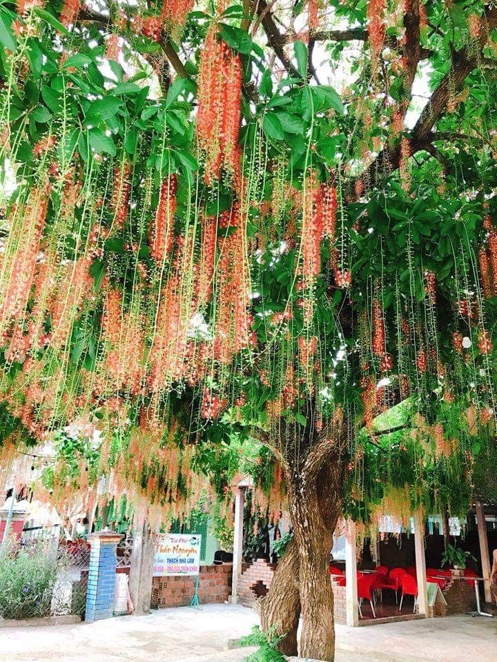 Cuối năm, cây lộc vừng thường trơ cành rụng lá nên tỉa để sang năm trấn khí