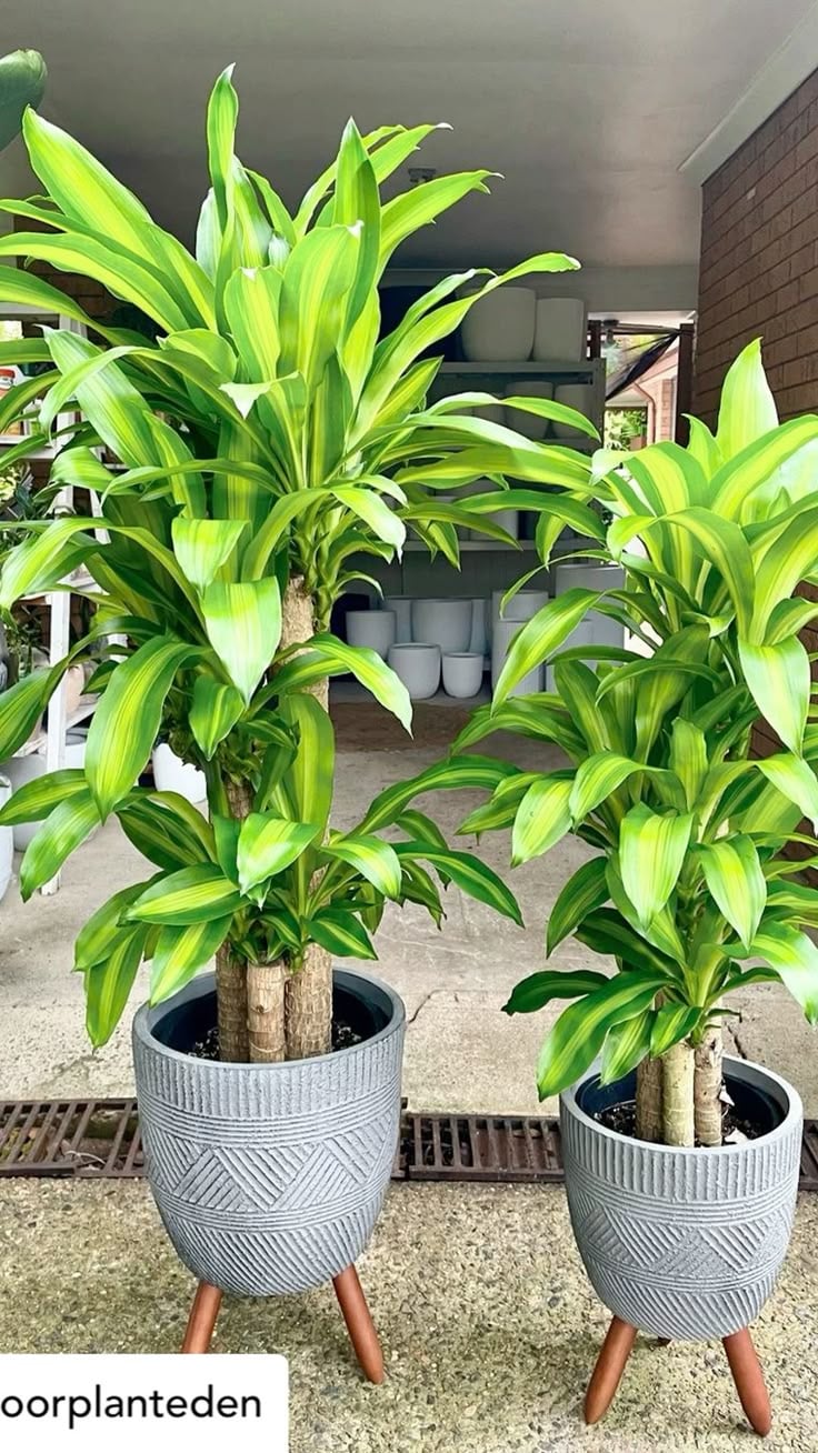 Cây Thiết Mộc Lan Chiêu Tài Rước Lộc Giàu Có Nhưng 2 Mệnh Này Đại Kỵ Dễ Hụt Tài Khí Người Mệnh Kim Theo Phong Thuỷ Không Hợp Với Trồng Cây Thiết Mộc Lan