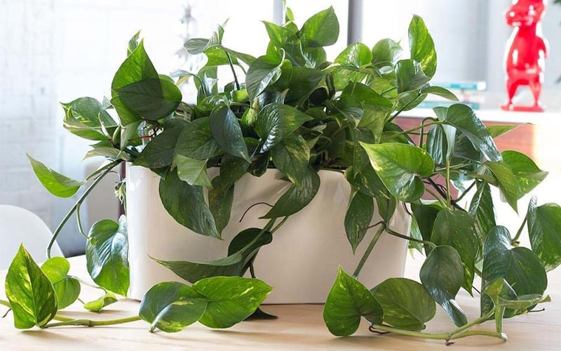 Nhờ vào khả năng sinh trưởng mạnh mẽ, dễ thích nghi với mọi điều kiện sống, cây trầu bà được xem là biểu tượng cho sự thịnh vượng, thăng tiến trong cuộc sống.