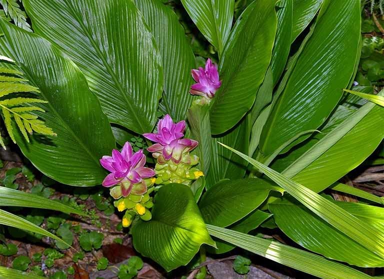 Loại củ giúp gan đẩy độc, giảm sưng viêm hiệu quả