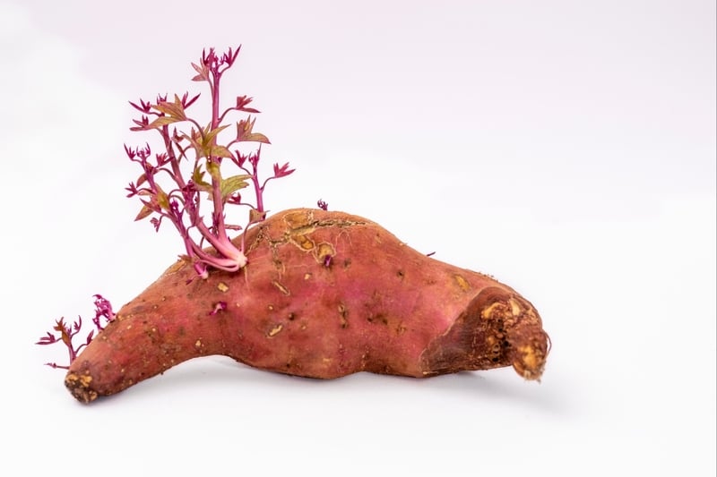 Những thực phẩm mọc mầm không nên ăn